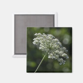 Dentelle blanche de la reine Anne Magnet Fleur sau (Recto/Verso)