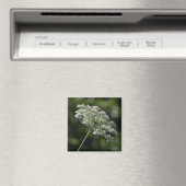 Dentelle blanche de la reine Anne Magnet Fleur sau (In Situ (Lave-vaisselle))