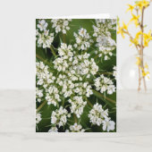 Dentelle de la reine Anne, carte (Fleur jaune)