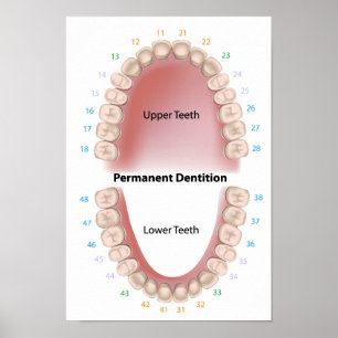 Dents permanentes dentition pour adultes Poster