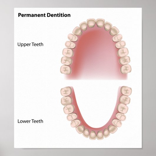 Dents permanentes dentition pour adultes Poster (Devant)