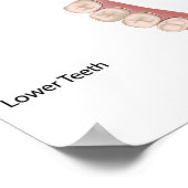 Dents permanentes dentition pour adultes Poster (Coin)