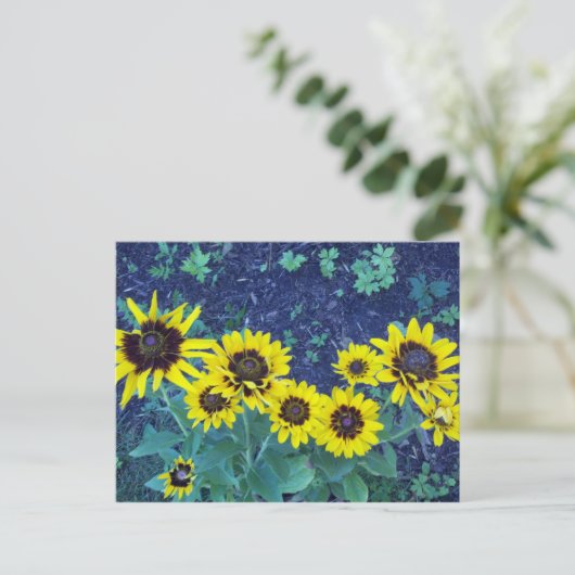 Denver daisies briefkaart (Staand voorkant)