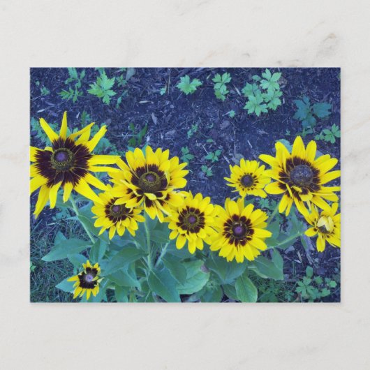 Denver daisies briefkaart (Voorkant)