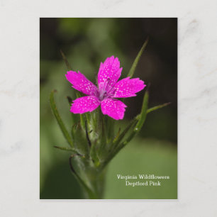 Deptford Pink Virginia Wildflower Floral Briefkaar Briefkaart
