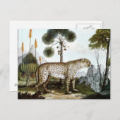Der Gepard of The Cheetah (1886) Briefkaart (Voorkant / Achterkant)