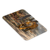 Der Indische Tiger  Magneet (Rechterzijde)