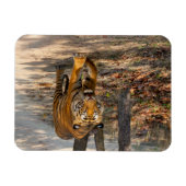 Der Indische Tiger  Magneet (Horizontaal)