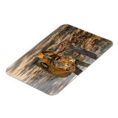 Der Indische Tiger  Magneet (Linkerzijde)