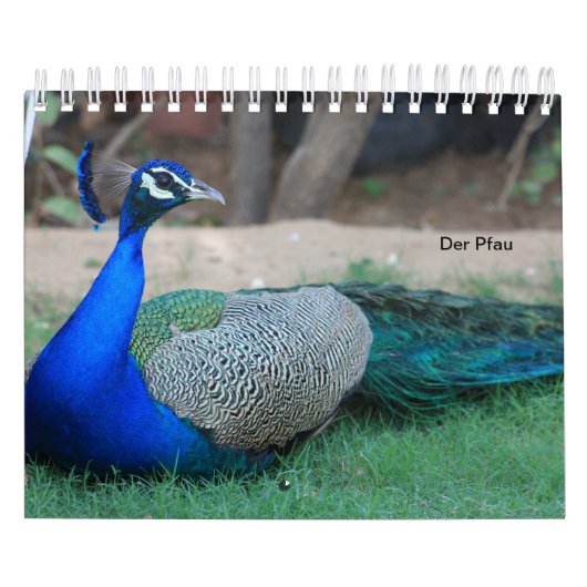 Der Pfau als Kalender (Hoes)