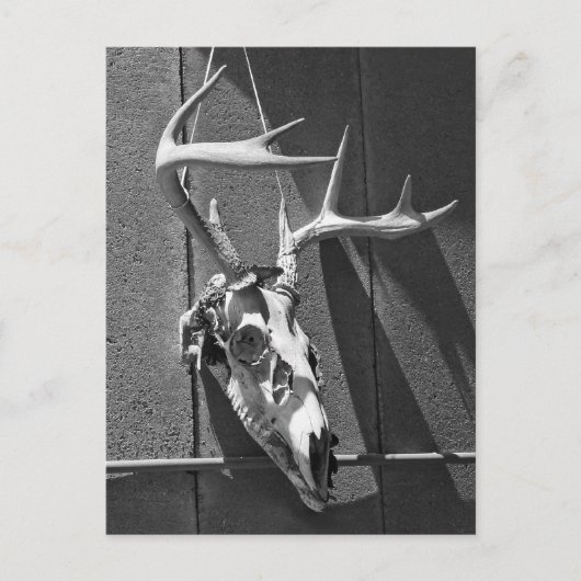 Der Skull en Antlers in Black en White Briefkaart (Voorkant)