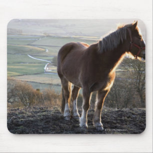 Derbyshire, Engeland Muismat