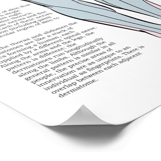 Dermatome Alarm Back Shu Acupunctiepunten Grafiek Poster (Hoek)