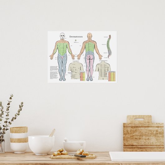 Dermatome Alarm Back Shu Acupunctiepunten Grafiek Poster (Keuken)