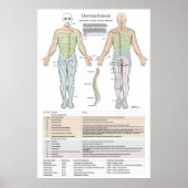 Dermatomen, myotomen en DTR-Poster Poster (Voorkant)