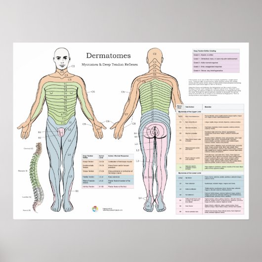Dermatomes Myotomes Deep Peesreflexen Poster (Voorkant)