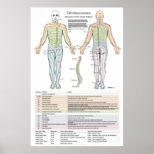 Dermatomes, Myotomes et affiche de DTR