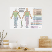 Dermatomes Myotomes Reflexes Poster Chiropractic (Cuisine)