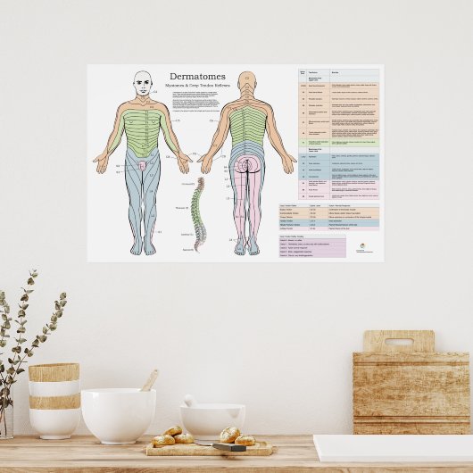 Dermatomes Myotomes Reflexes Poster Chiropractic (Cuisine)