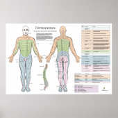 Dermatomes Myotomes Reflexes Poster Chiropractic (Devant)