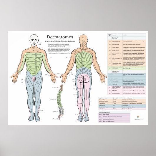 Dermatomes Myotomes Reflexes Poster Chiropractic (Devant)