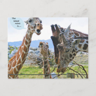 Dernières nouvelles : Carte postale