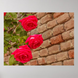 Des roses grimpent sur une affiche de mur en briqu