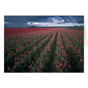 Des tulipes roses et rouges brillent sous un ciel