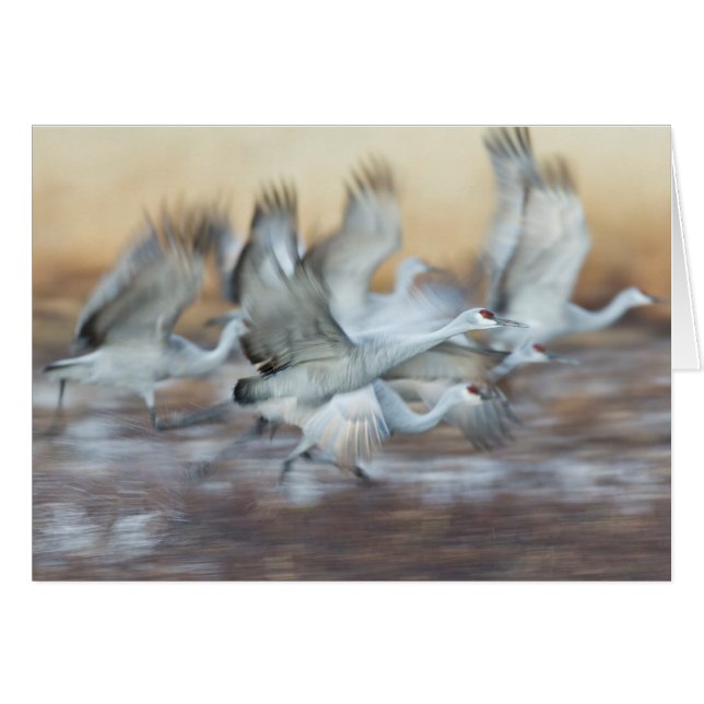 Descendre des grues de Sandhill. (Devant horizontal)