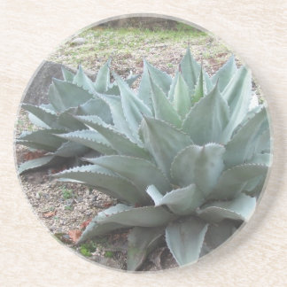Desert Agave Planten Zandsteen Onderzetter