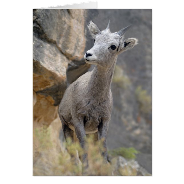 Desert Bighorn Ewe (Devant)