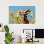 Desert Bighorn Ram Poster (Thuiskantoor)