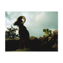 Desert Bighorn Sheep