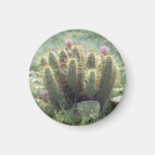 Desert Blooms Cactus Cactus Cekoelkast Gift Magnet Magneet