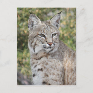 Desert Bobcat Briefkaart