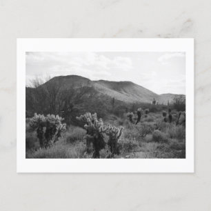 Desert Cacti Jumping Cholla B&W Foto-Briefkaarten Briefkaart