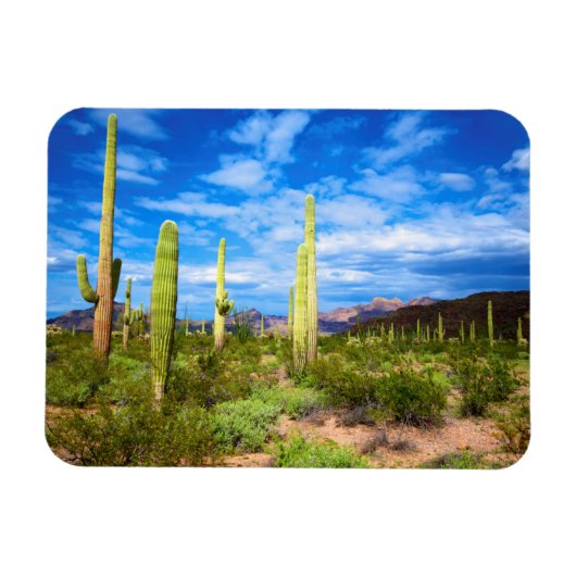 Desert cactus landscape, Arizona Magneet (Horizontaal)