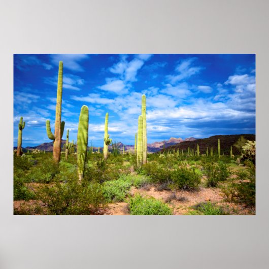 Desert cactus landscape, Arizona Poster (Voorkant)