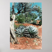 Desert Cactus Poster (Voorkant)