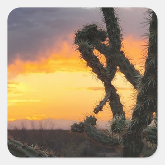 Desert Cactus Sunset Vierkante Sticker (Voorkant)