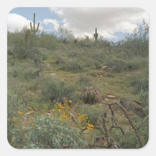 Desert Cactus Symphony Art Custom Sticker Decals (Voorkant)