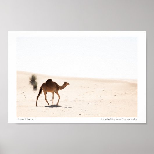 Desert Camel 1 Poster (Voorkant)