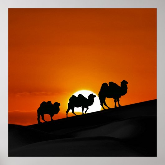 Desert Camels in zonsondergang Poster (Voorkant)