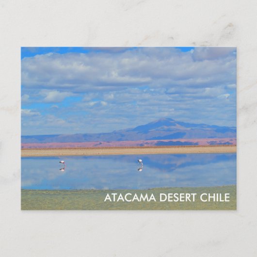 Désert d'Atacama, Flamant rose Chili Carte postale (Devant)