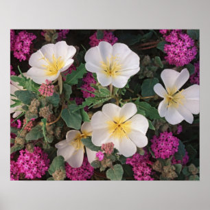 Desert Evening Primrose en Desert Sand Verbena Poster