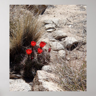 Desert Flowers, Nationaal Park Joshua Tree Poster