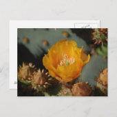 Desert Gold Briefkaart (Voorkant / Achterkant)