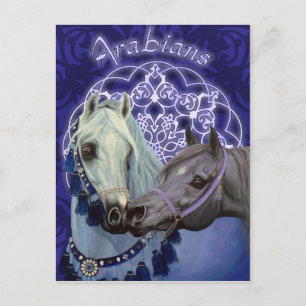 Desert Jewels Arabian paarden briefkaart