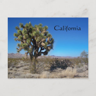 Desert Joshua Tree Briefkaart