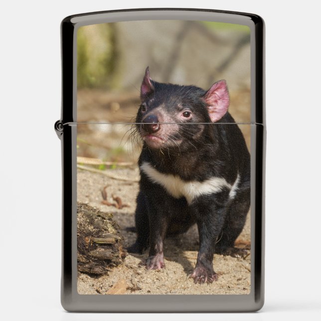 Desert Light – Tasmanian Devil (Front)